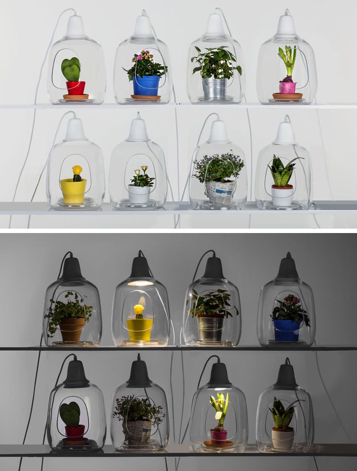 These Glass Lamps Put Your Plants On Display