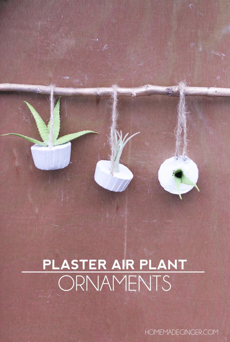 Celebrate your air plant obsession with these unique plaster ornaments that can ...