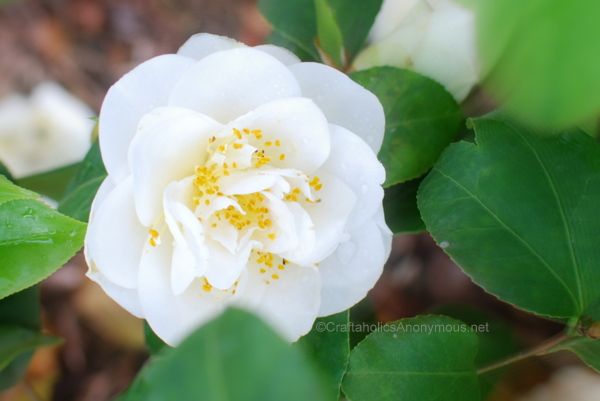 Beautiful white camellia flowering bush