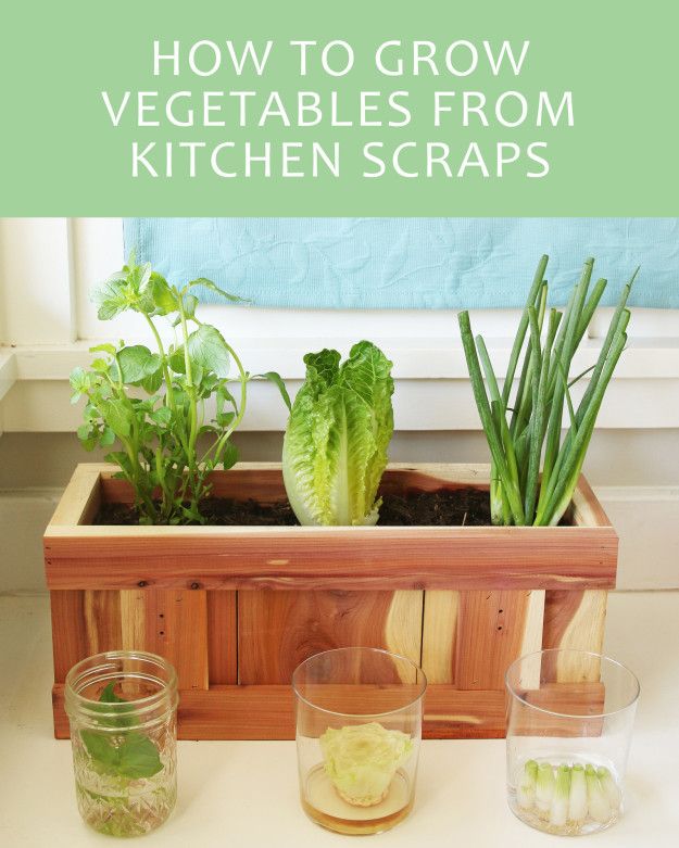 Here's How To Give Your Vegetable Scraps A New Life
