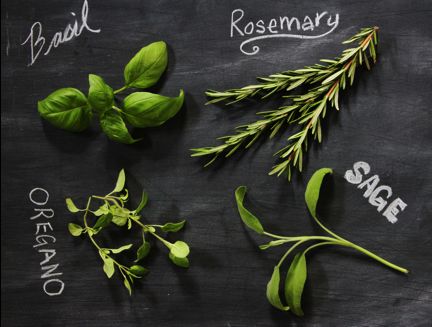 how to grow herbs...