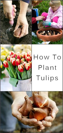 how to plant tulips. Love me some tulips!