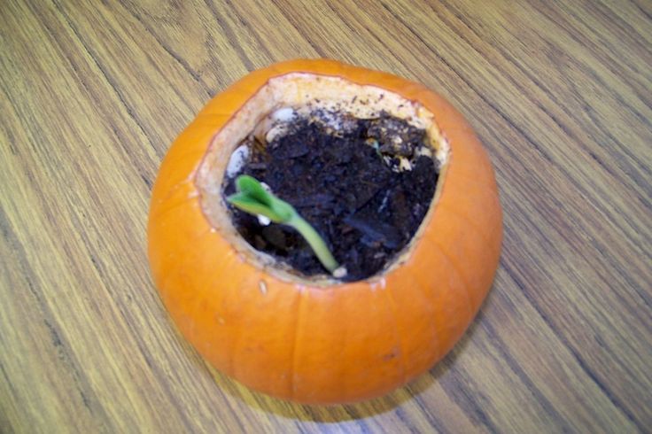 Science - Open up the pumpkin, add a little soil and water, and watch the seeds ...