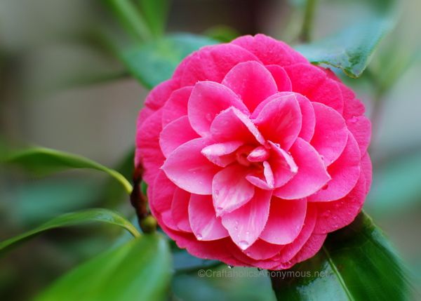 Stunning camellia flower in hot pink