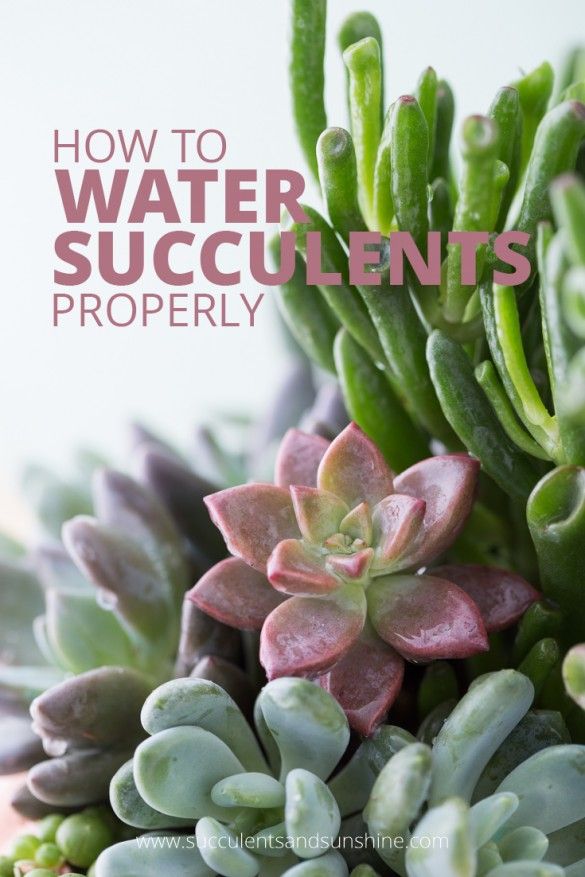 How to Water Succulent Plants | Succulents and Sunshine