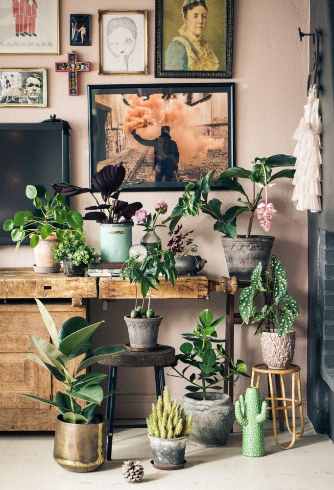 Indoor plants / Styling ideas for your indoor plants