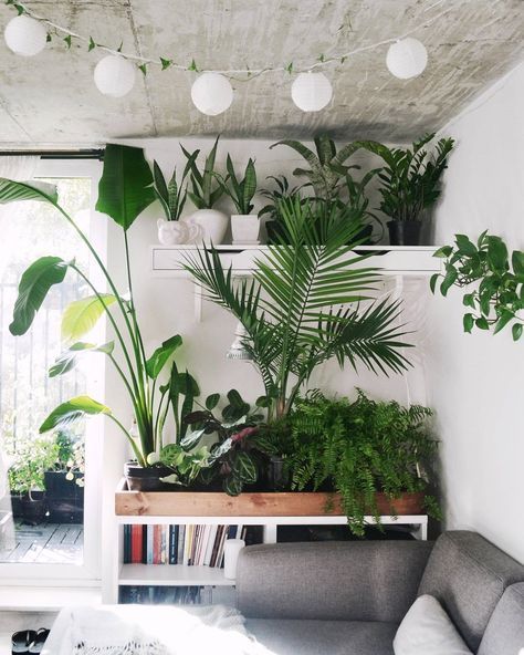 Plant lady goals // indoor plants