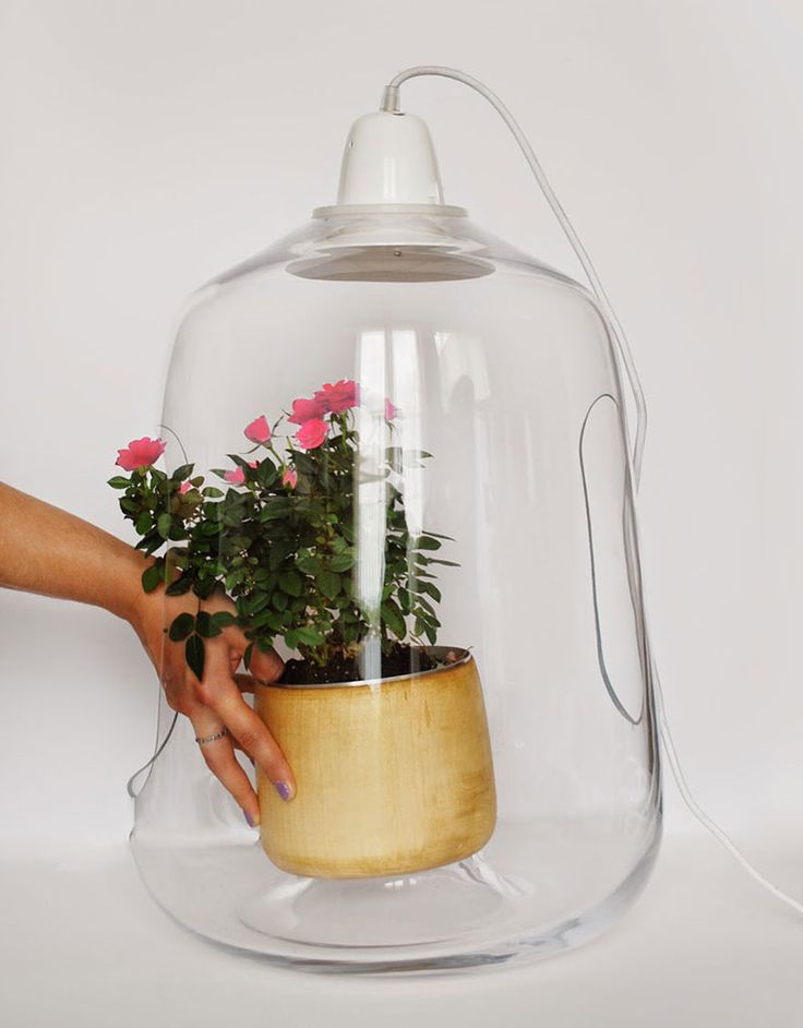 These Glass Lamps Put Your Plants On Display