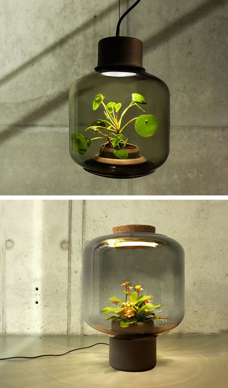 These lamps were designed to grow plants in windowless spaces