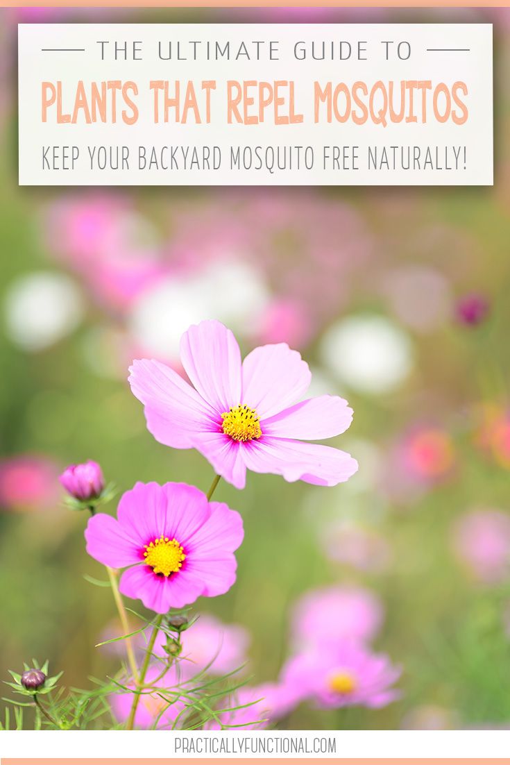 The Ultimate Guide: 34 Plants That Repel Mosquitos Naturally!