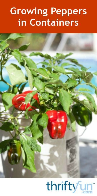 Growing Peppers in Containers