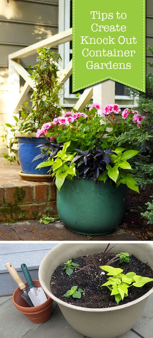 Tips to Create Knock Out Container Gardens