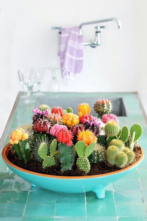 Colourful cactus eek! I want one!!