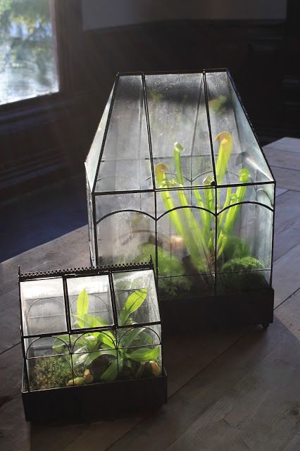 Joshua Stenzel Design. pitcher plants. Carnivorous plants. terrariums. greenhous...