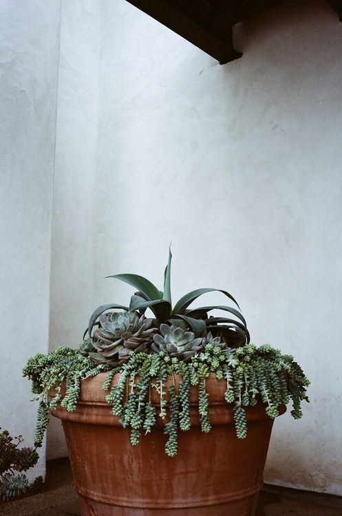 succulents