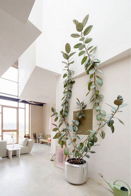 tall indoor plant in silver pot via apartment therapy / sfgirlbybay