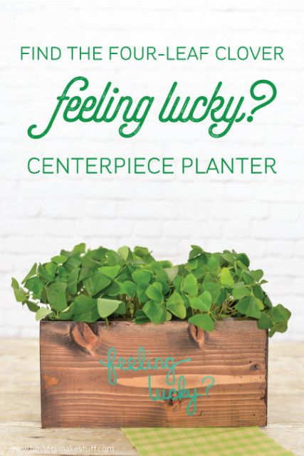 Are you feeling lucky? Find the four-leaf clover in this cute shamrock planter m...