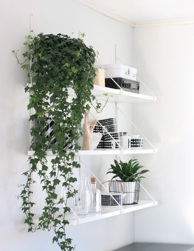 Indoor plants that drape down