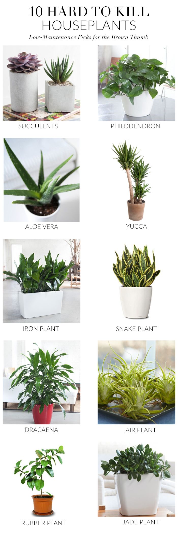 Jade plants need full sun in order to grow properly and need to be drained well....