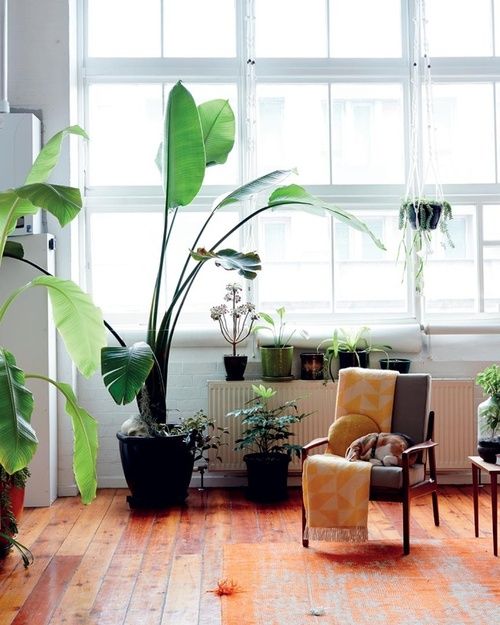 oversized indoor plants