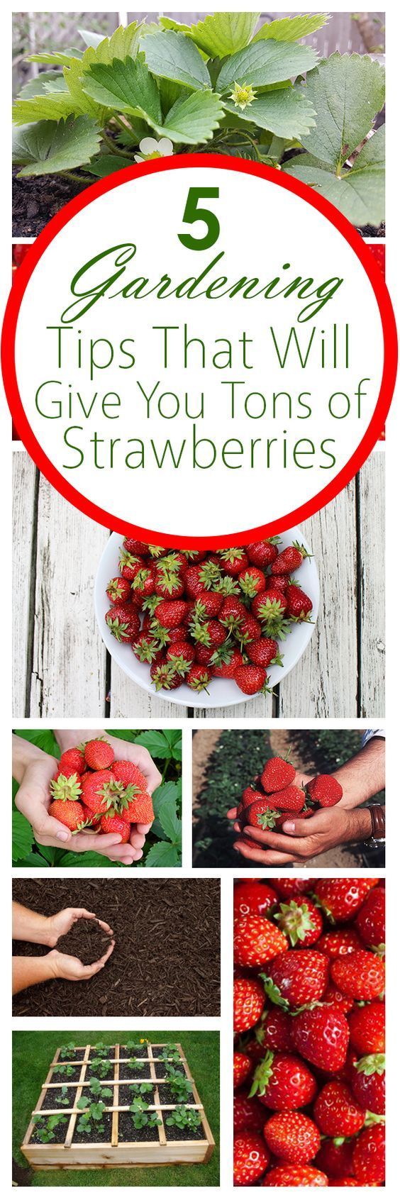 5 Gardening Tips That Will Give You Tons of Strawberries