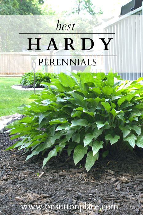 A guide to hardy plants for multiple zones with tips and ideas for a successful ...