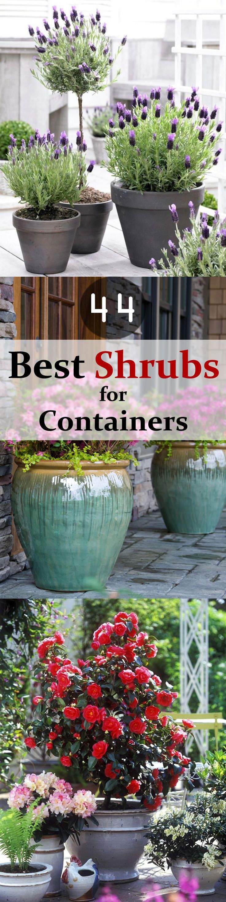 44 Best Shrubs for Containers