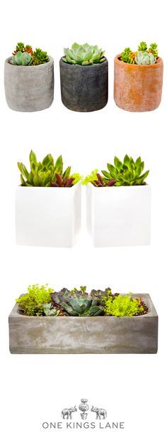 Check out One Kings Lane's foolproof (and oh-so-chic) DIY terrariums kits. N...