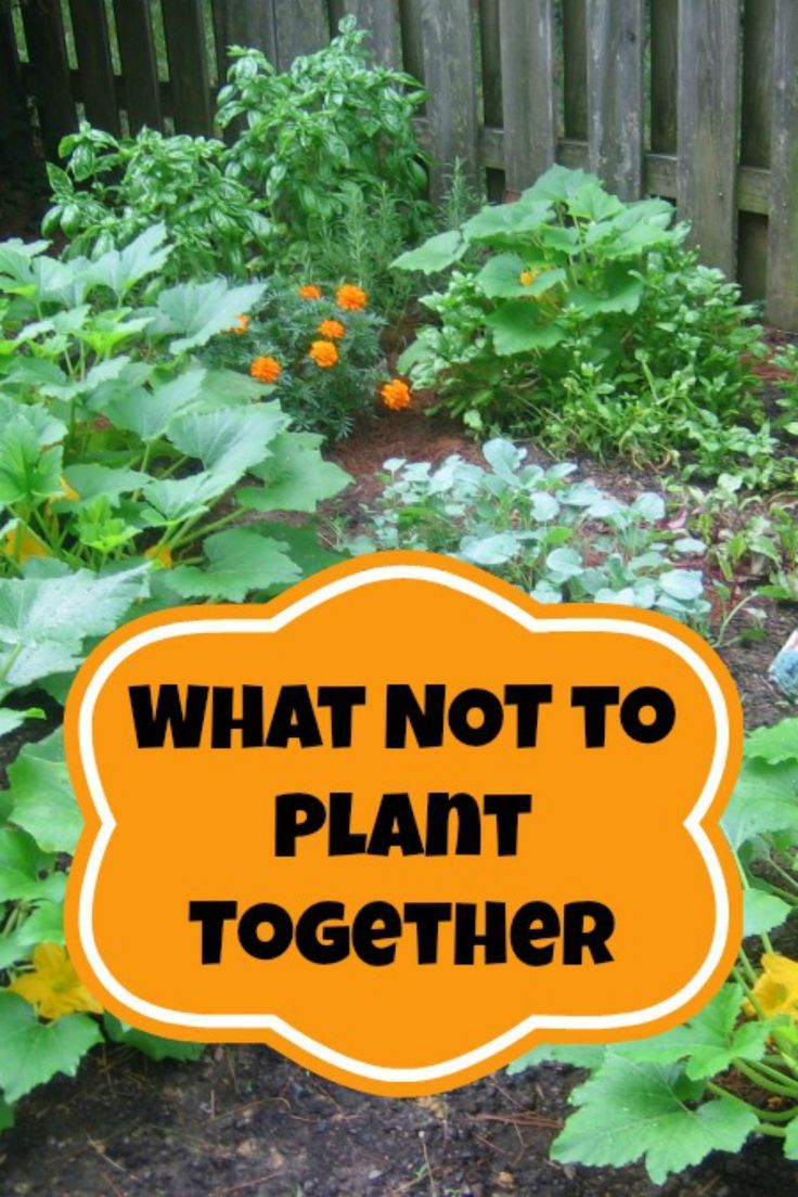 Companion Planting - What Not to Plant Together.  Some plants don't play nic...