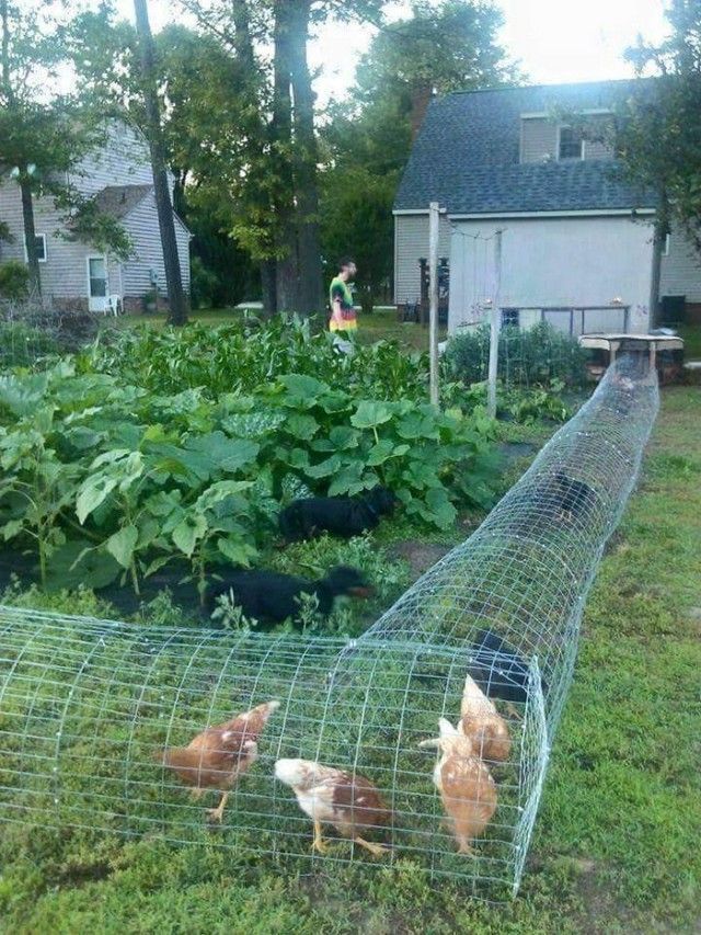 DIY Chicken Tunnel for Backyard2