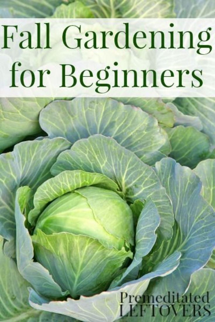 Fall Vegetable Gardening for Beginners - Tips for getting started with a vegetab...