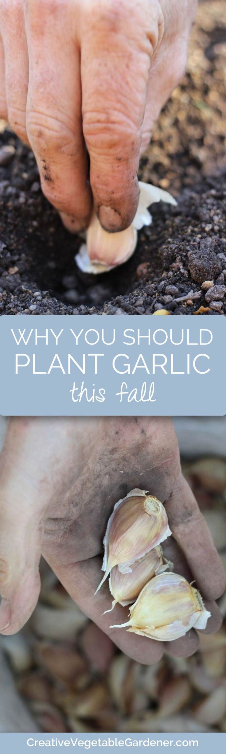 Garlic is so easy to grow in your vegetable garden. With a small amount of work ...
