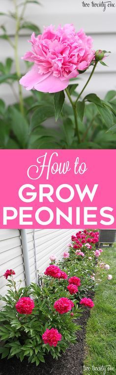 GREAT tips on how to grow peonies!