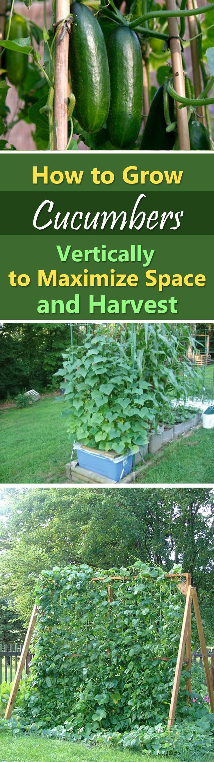 Growing Cucumbers Vertically in Small Gardens & Containers