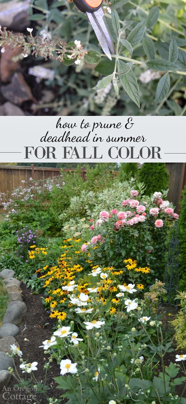How to prune and deadhead shrubs & perennials in summer for Fall color - a…