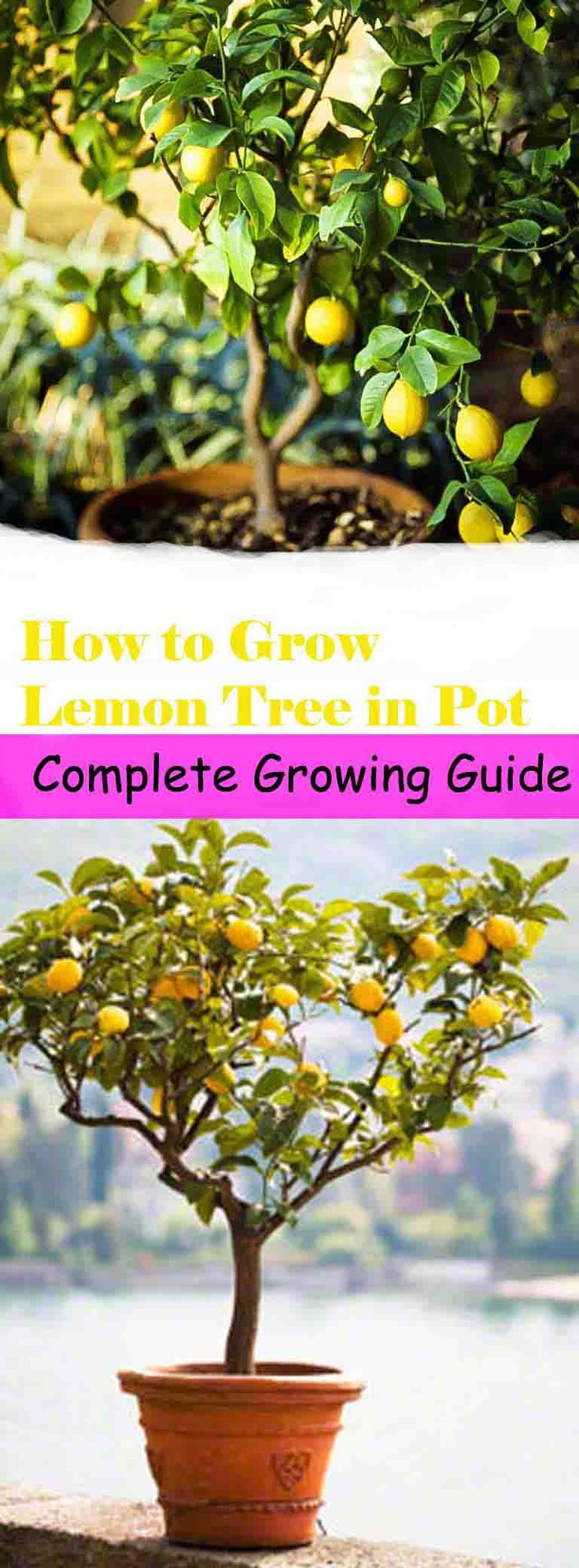 If you have a small garden or you live in a colder region, plant lemon tree in p...