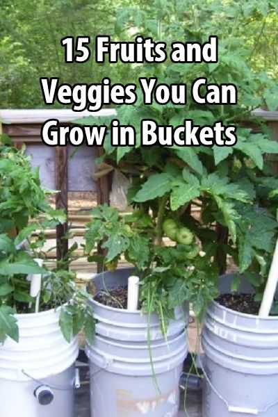 Not only is bucket gardening a great solution for people with limited space, it ...