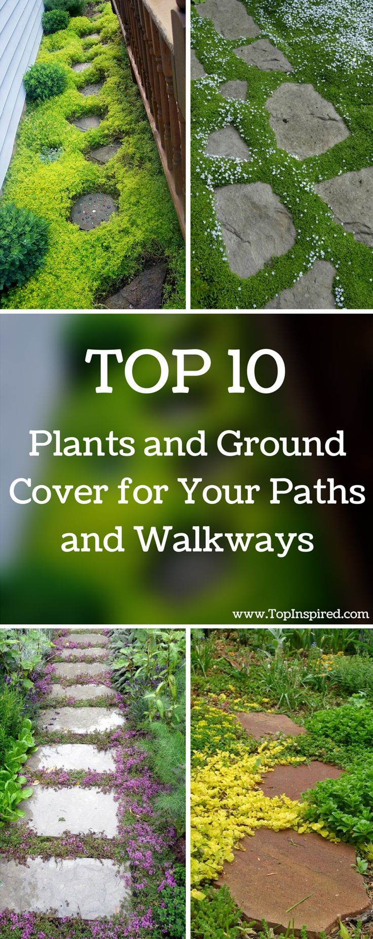 TOP 10 Plants and Ground Cover for Your Paths and Walkways