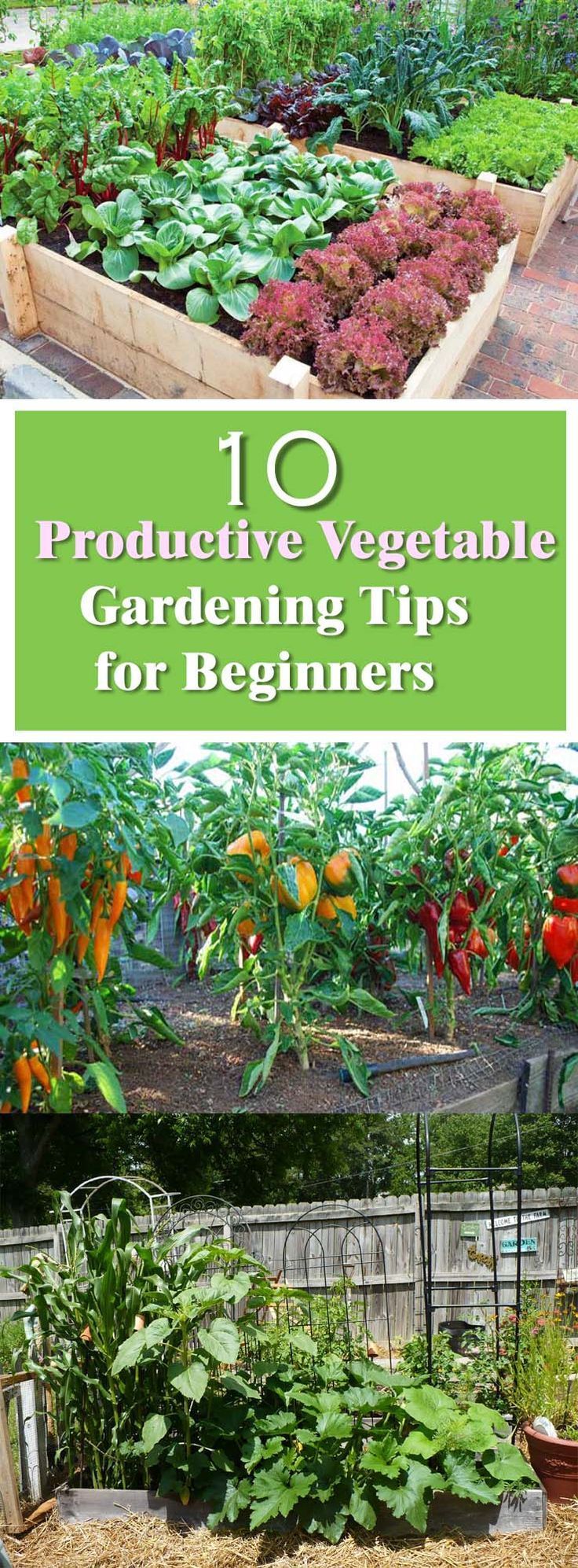 See these effective vegetable gardening tips for beginners. The secret to produc...