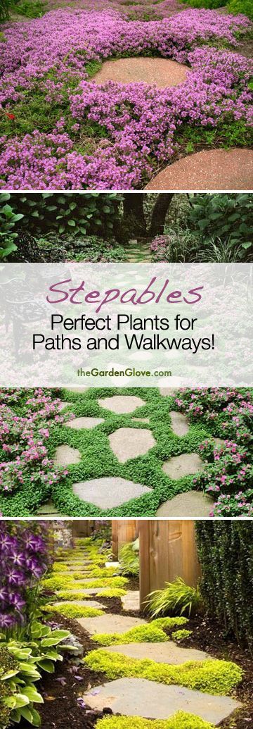 Stepables: Cool ideas for plants and ground cover for your Paths and Walkways!