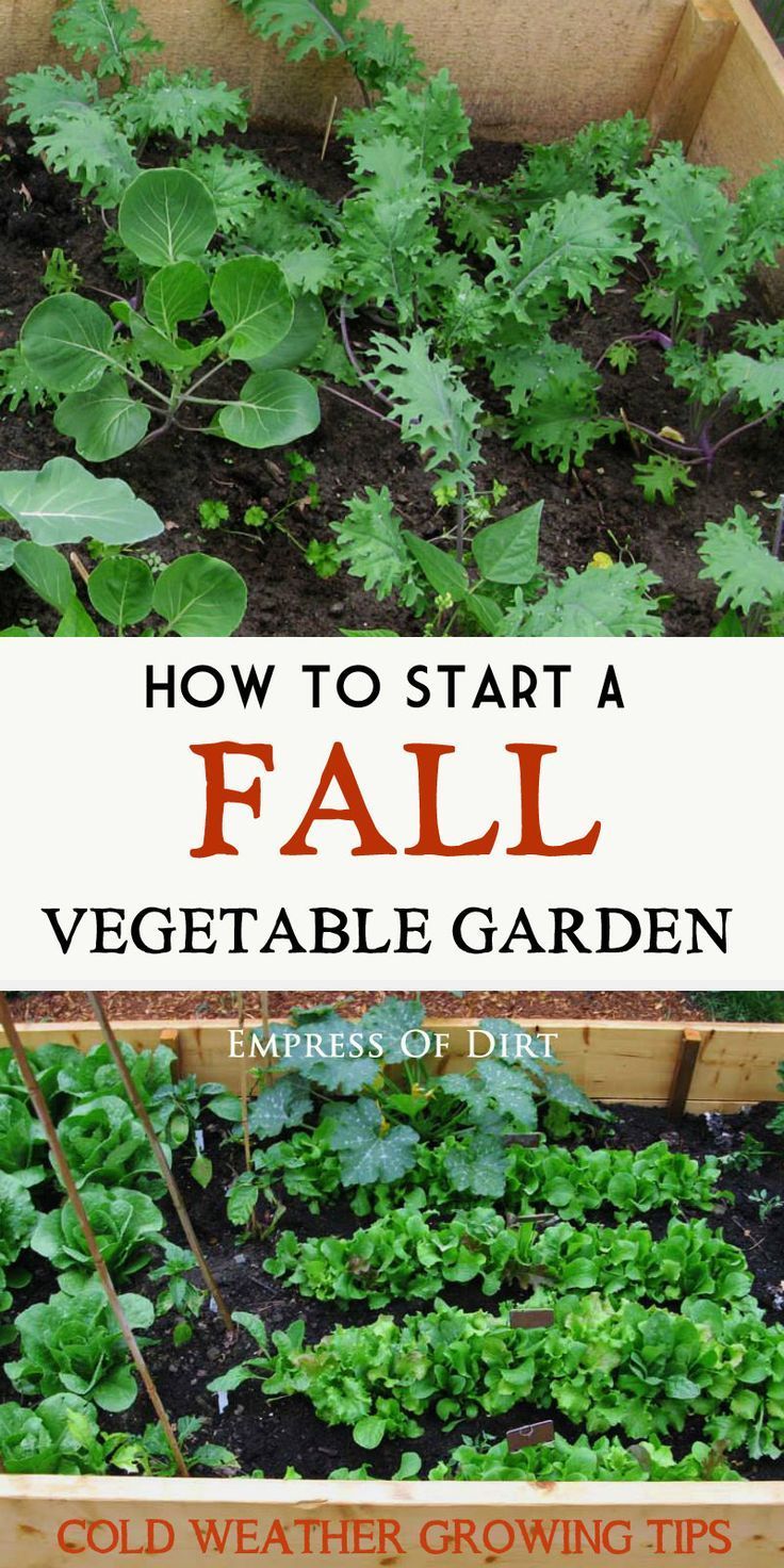 Vegetable growing does not have to stop at the end of summer. There are many veg...