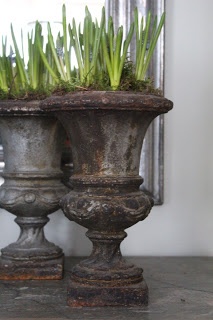 spring bulbs in urns...