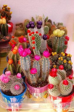 flowering cacti via confettigarden