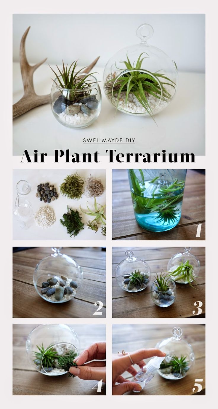 How to create an air plant terrarium