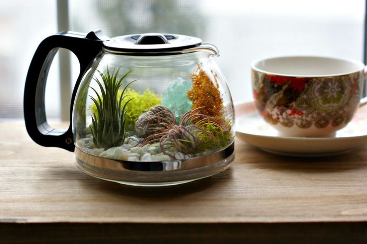 Plants and Coffee // Let's make a coffee pot terrarium