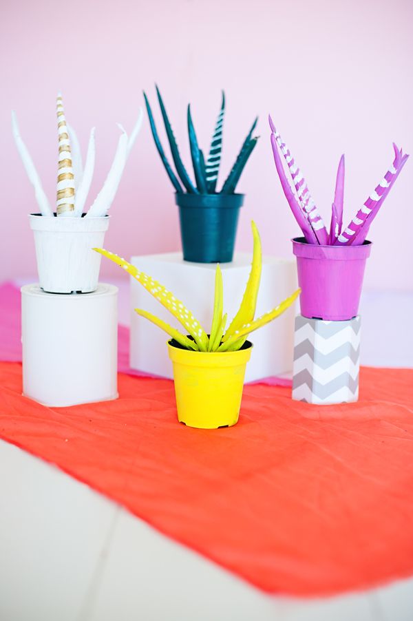 Painted Aloe plant favors