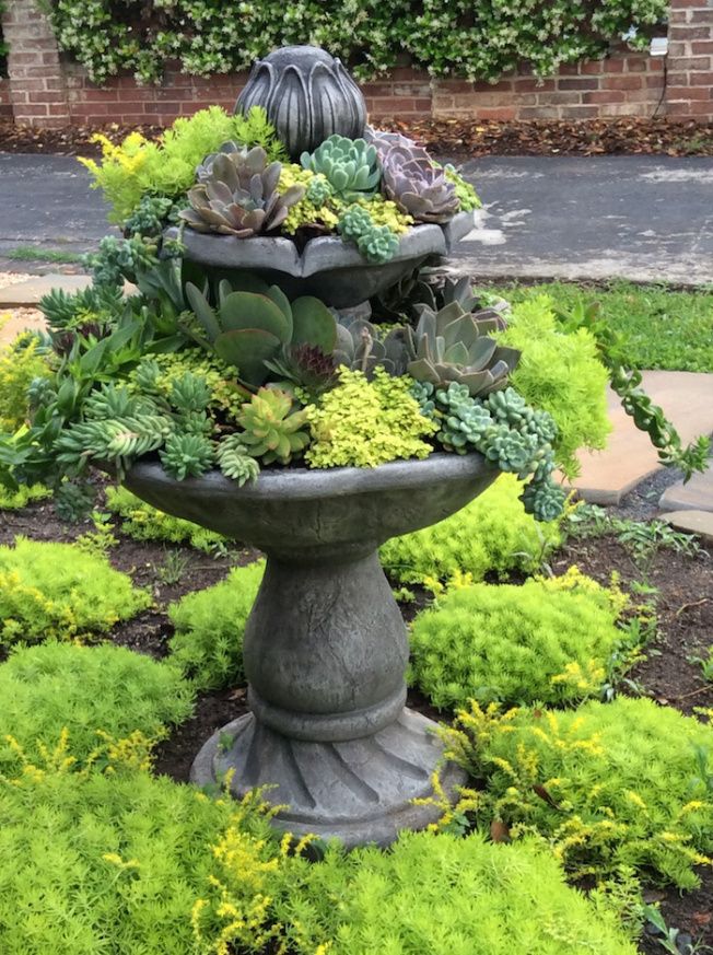 DIY Succulent Garden