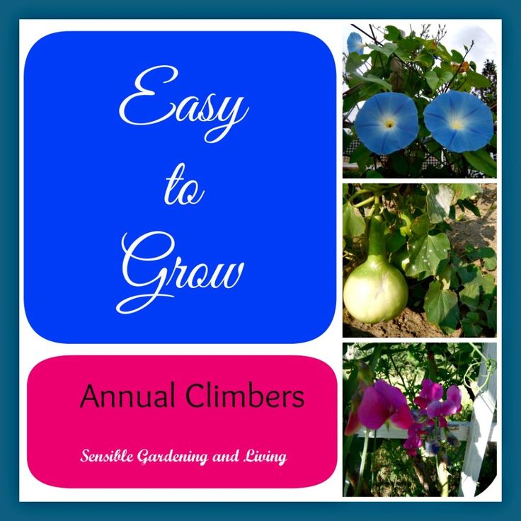 Easy to grow climbing annuals (for fences/pergolas etc)