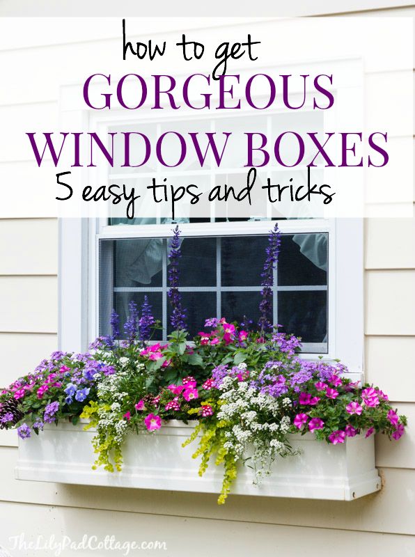 Gorgeous Window box tips
