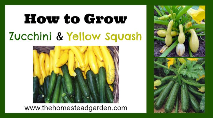 how to grow zucchini and yellow squash